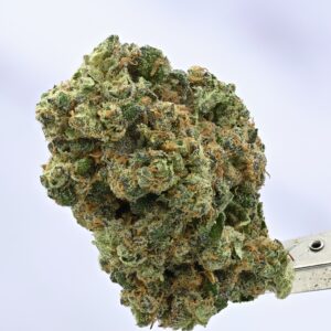 Nameless Genetics - Sour Runtz