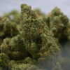 Seed Junky- Lemon up(kushington cut) x Zkittlez