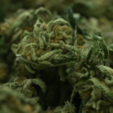 NTK Untrimmed Smalls - White Widow #11 - Image 3