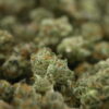 Exodus Cheese Smalls