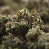 Julius Caesar - Image 3