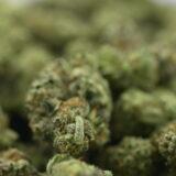 Yacht Club - Crème Brûlée - Image 3