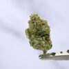 OG KUSH