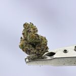 Purple Ice Pop Smalls