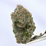 A5 Hot Pot - Image 2