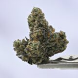 Biscotti Bigs - Image 2