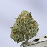 Exodus Cheese Smalls - Image 2