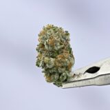 Exodus Cheese Smalls