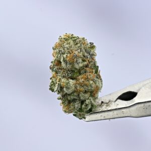 Exodus Cheese Smalls