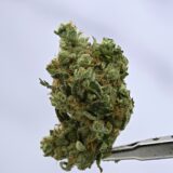 Ace Lure - Chem D - Image 2