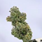 Yacht Club - Crème Brûlée