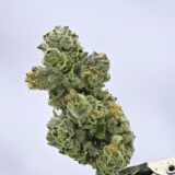 Yacht Club - Crème Brûlée