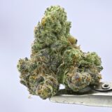 Yacht Club - Crème Brûlée - Image 2