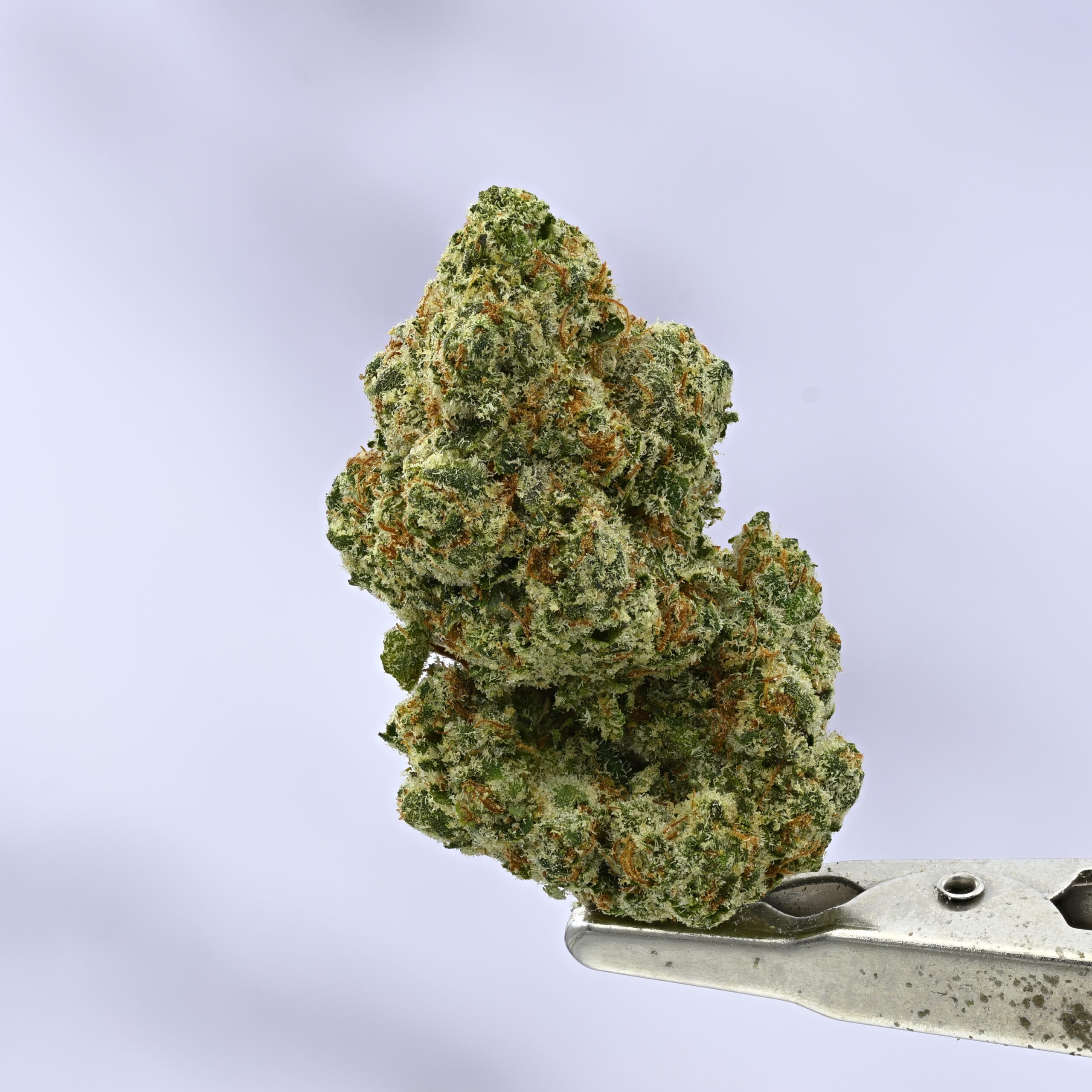 Stacked from 23 images. Method=C (S=1) Frosted Lemons - Image 1