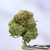 Gorilla Glue #4 - Image 2