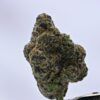 Japanese Peaches by Heavy Loads x Official Gooniez x Buddy's Bodega