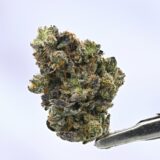 Julius Caesar - Image 2