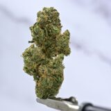 Seed Junky- Lemon up(kushington cut) x Zkittlez