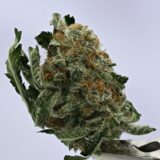 NTK Untrimmed Smalls - Mimosa - Image 2