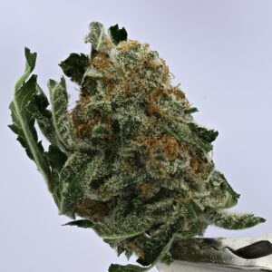 NTK Untrimmed Smalls - Mimosa