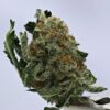 NTK Untrimmed Smalls - Mimosa
