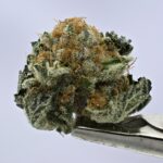 NTK Untrimmed Smalls - Mimosa