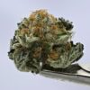 NTK Untrimmed Smalls - Mimosa