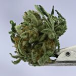 NTK Untrimmed Smalls - White Widow #11