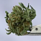 NTK Untrimmed Smalls - White Widow #11