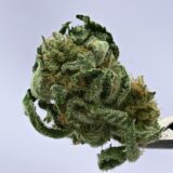 NTK Untrimmed Smalls - White Widow #11 - Image 2
