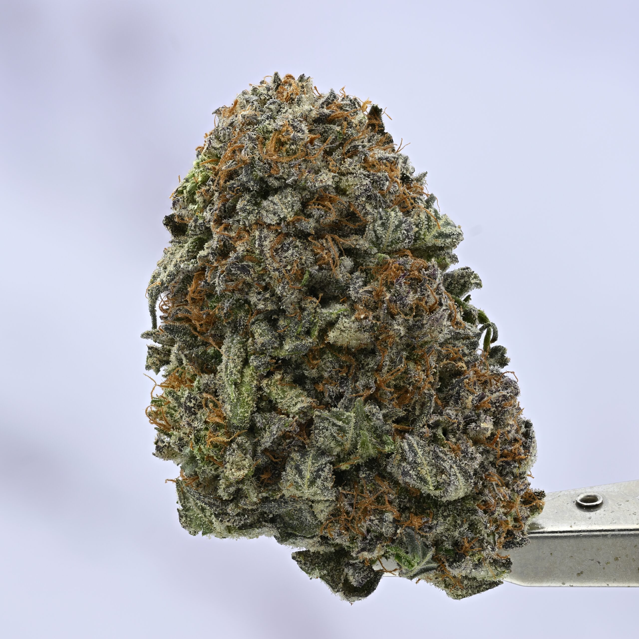 Stacked from 27 images. Method=C (S=1) Purple Bubba Kush - Image 1