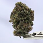 Small Batch - Red Hotz