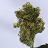 Preferred Gardens ML Sour D