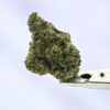 Mixed Light Preferred Gardens - Durban Poison
