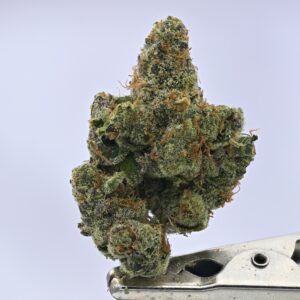Nebula Gardenz  - Forum Cookies
