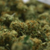 NTK Untrimmed Smalls - Lemon Banana Sherbert - Image 3