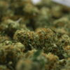 NTK Untrimmed Smalls - Lemon Banana Sherbert
