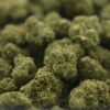 Mixed Light Preferred Gardens - Durban Poison