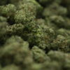 Wood Wide- Gorilla Glue