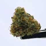 NTK Untrimmed Smalls - Lemon Banana Sherbert - Image 2