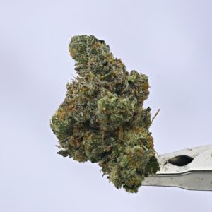 Nebula Gardenz  - 67 Nova