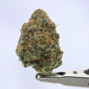 Living Soil-  Rainbow Z