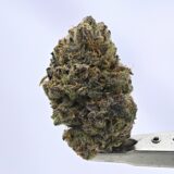 Lax Packs - Suds - Image 2