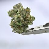 Yacht Club Jars - White Lightening 7g - Image 2