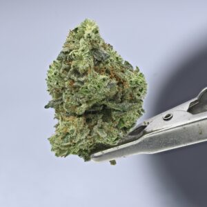 Wood Wide- Gorilla Glue