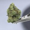 Wood Wide- Gorilla Glue