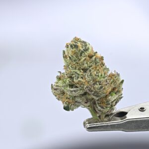 Yacht Club Jar- Blue Water Candy 7g