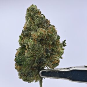 Nebula Gardenz  - Forum Cookies