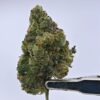 Nebula Gardenz  - Forum Cookies