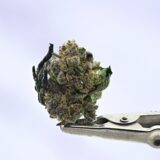 NTK Untrimmed Smalls - Hash Burger - Image 2